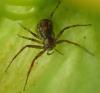 Philodromus sp.
